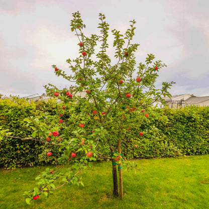 A young honeycrisp apple tree with green leaves and red apples, planted in a grassy yard with a hedge and cloudy sky in the background.