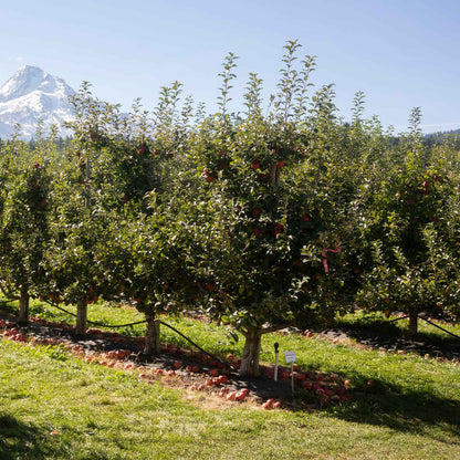 A row of honeycrisp apple trees with red apples in a sunny orchard, with a grassy field, irrigation system, and a snow-capped mountain in the background.