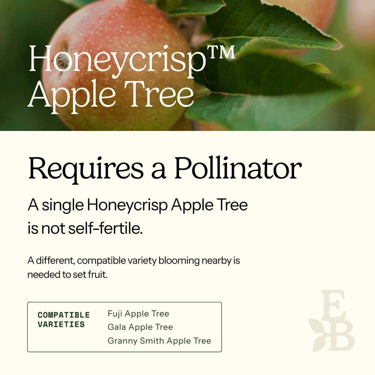 Informational graphic for a Honeycrisp Apple Tree, featuring a top photo of apples and text stating it is self-pollinating and produces a full crop on its own.