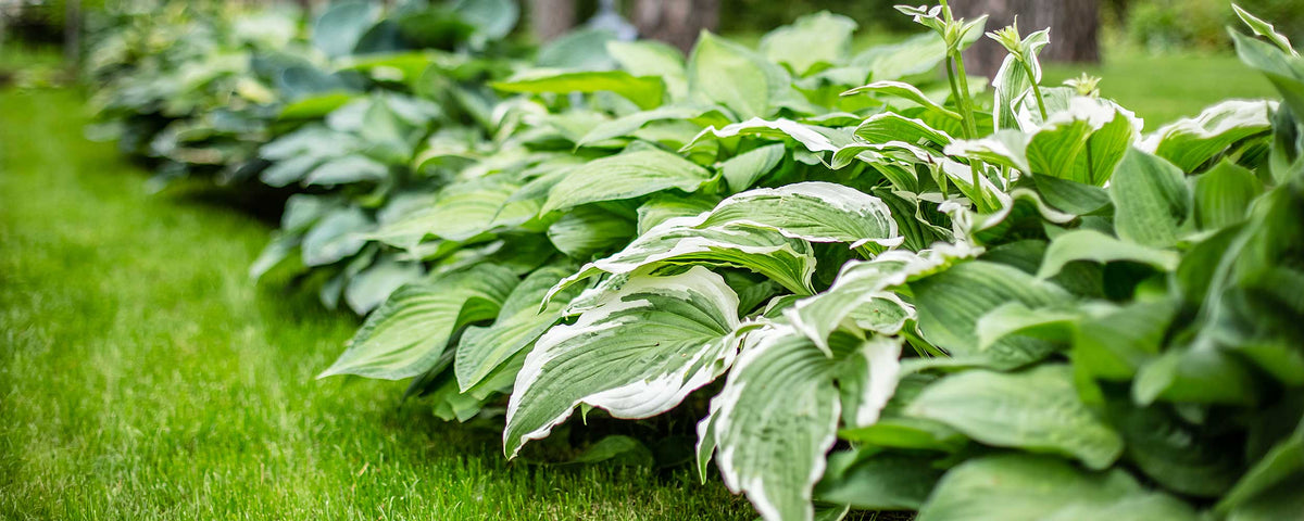 A row of variegated hosta plants with green and white leaves growing in a grassy garden bed.