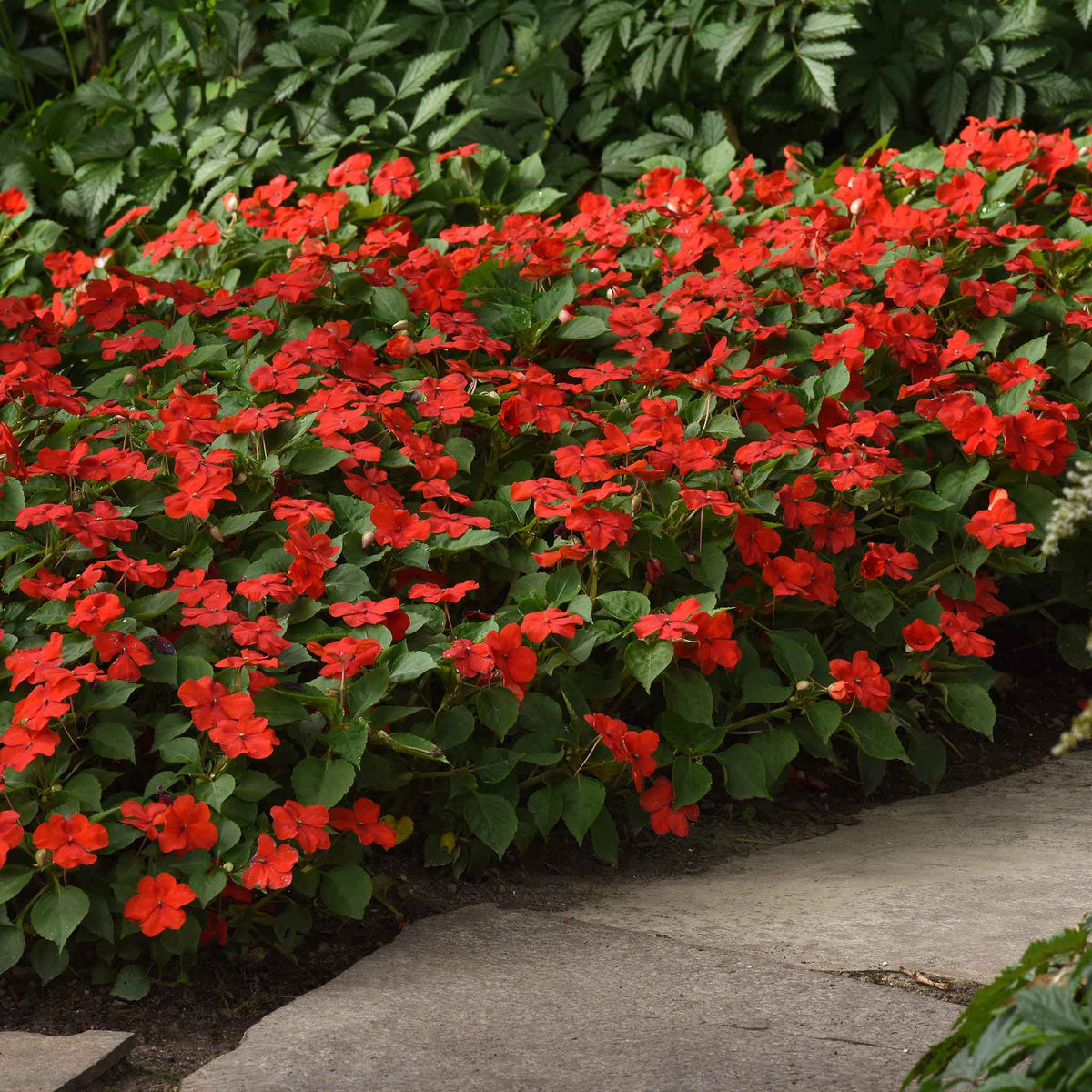 Impatiens beacon bright red dense red flowers with green foliage along a garden path.