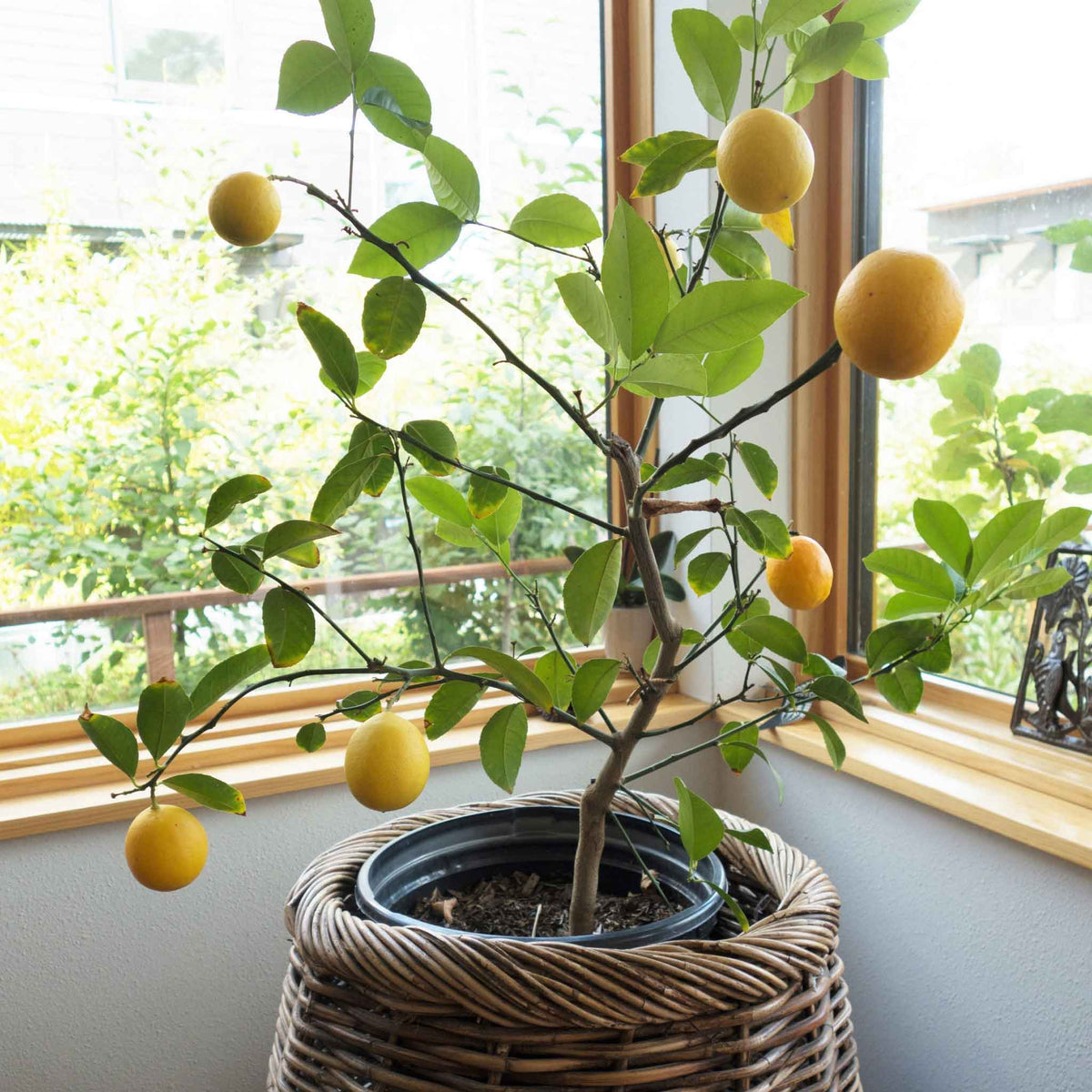 A potted meyer lemon bush with green leaves and yellow lemons, placed in a woven basket planter on a windowsill with a window view in the background.