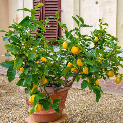 A potted meyer lemon tree with yellow lemons and green leaves in a terracotta pot, set outdoors on a gravel surface with a building wall and shutter in the background.