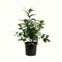 A potted young meyer lemon bush with green leaves in a black plastic nursery pot, isolated on a white background.