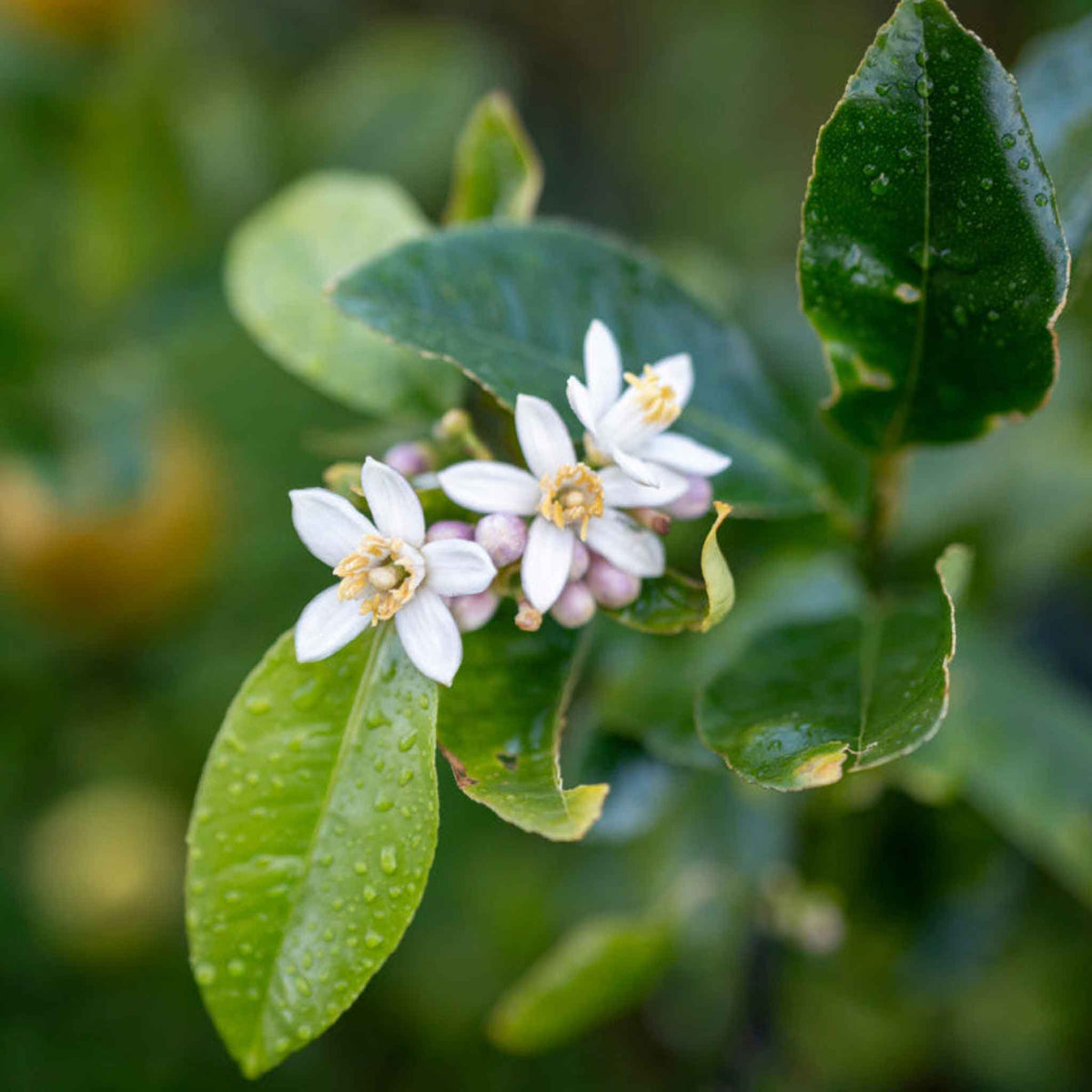 White flowers with green leaves from the meyer lemon bush on a blurred green background