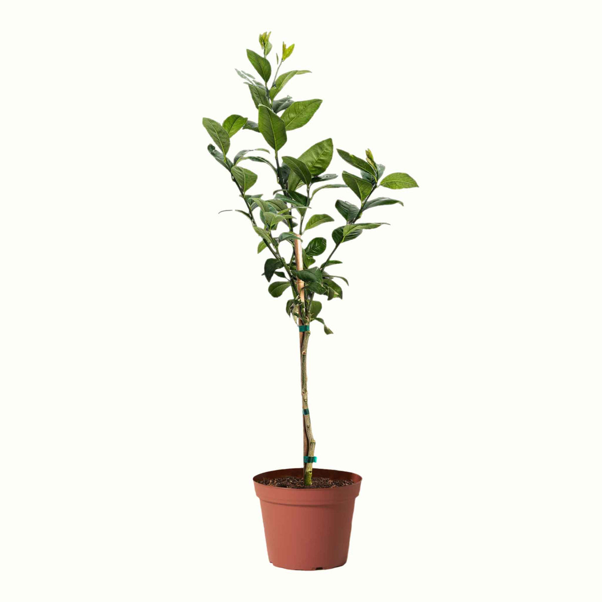 A potted young meyer lemon tree with green leaves and a bamboo stake, in a black plastic nursery pot, isolated on a white background.