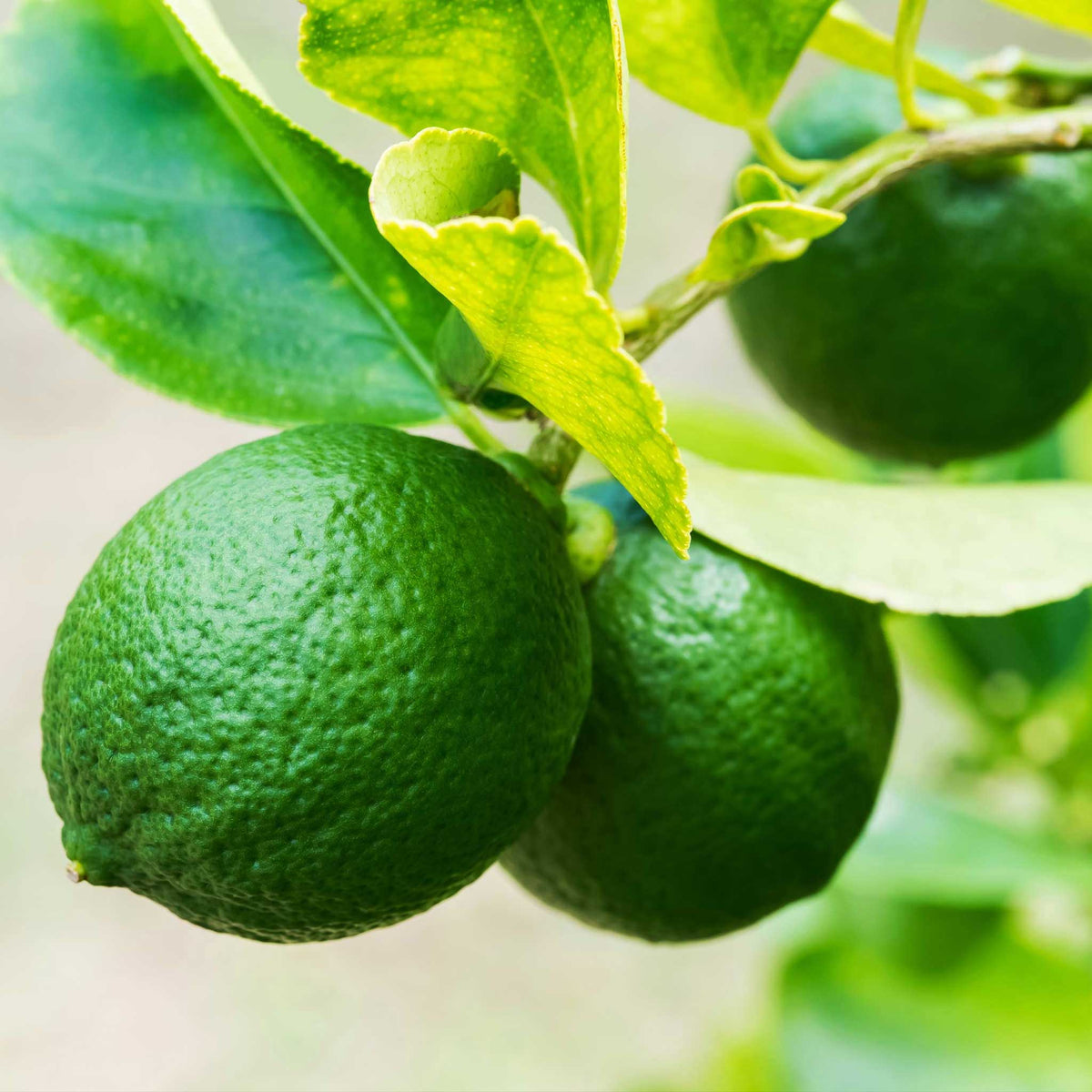 Green key limes on a tree branch with leaves.