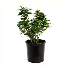 A potted young key lime bush with green leaves in a black plastic nursery pot, isolated on a white background.