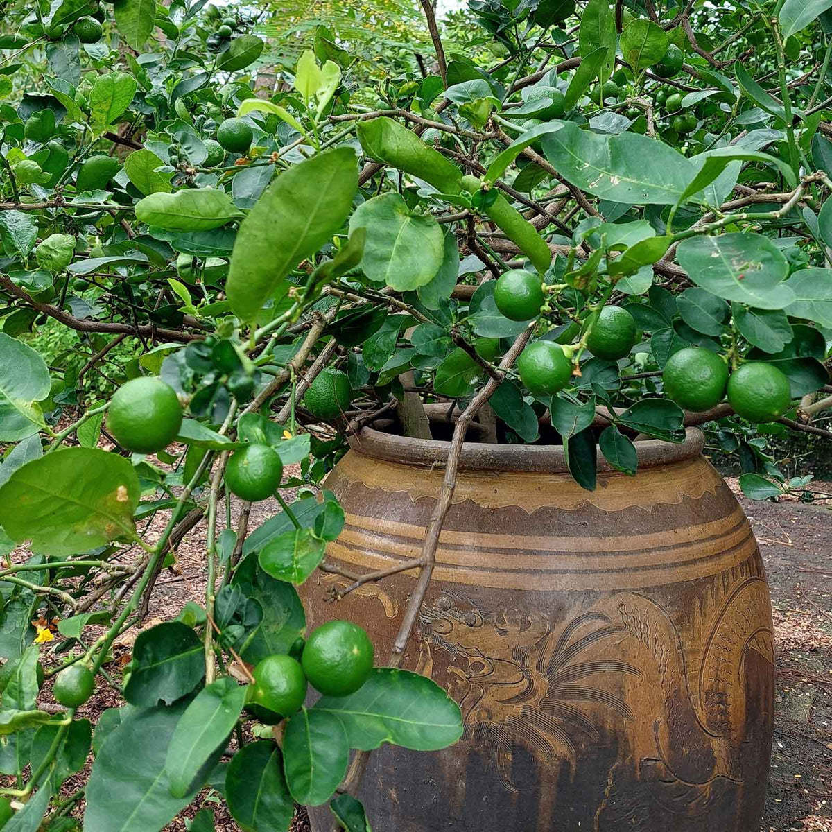 Green key lime fruits hanging from leafy branches next to a large decorative brown ceramic pot in an outdoor garden setting.