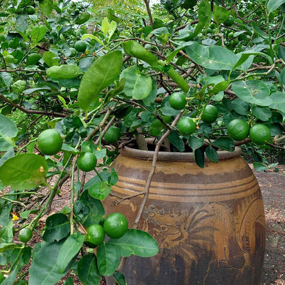 Green key lime fruits hanging from leafy branches next to a large decorative brown ceramic pot in an outdoor garden setting.