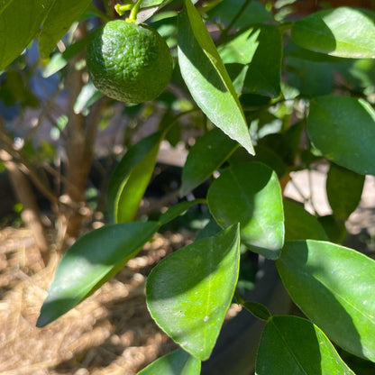 A close-up outdoor shot of a green key lime fruit hanging from a leafy tree, with sunlit green leaves and a blurred natural background.