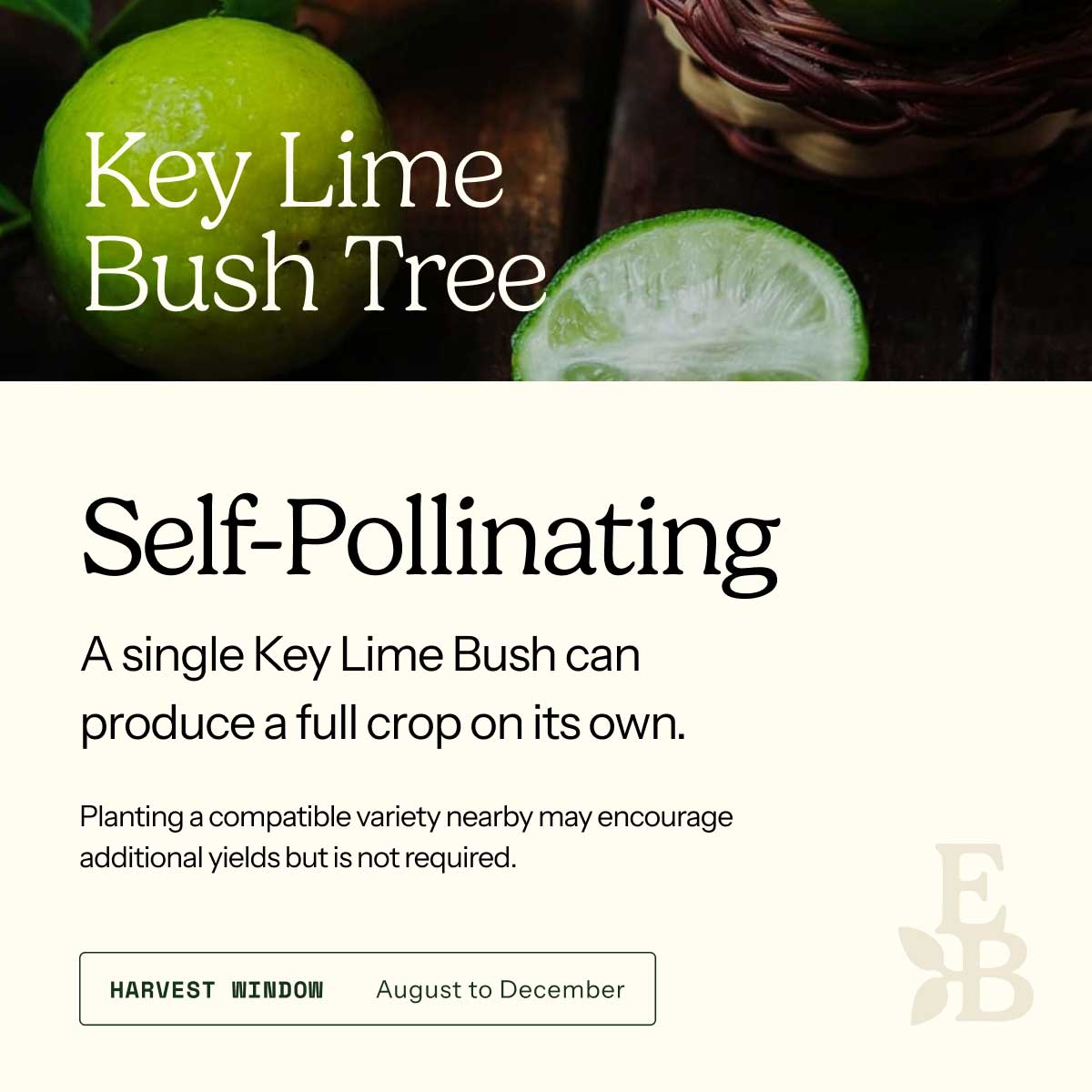 Informational graphic for a Key Lime Tree, featuring a top photo of limes and text stating it is self-pollinating and produces a full crop on its own.