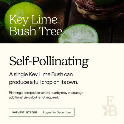 Informational graphic for a Key Lime Tree, featuring a top photo of limes and text stating it is self-pollinating and produces a full crop on its own.
