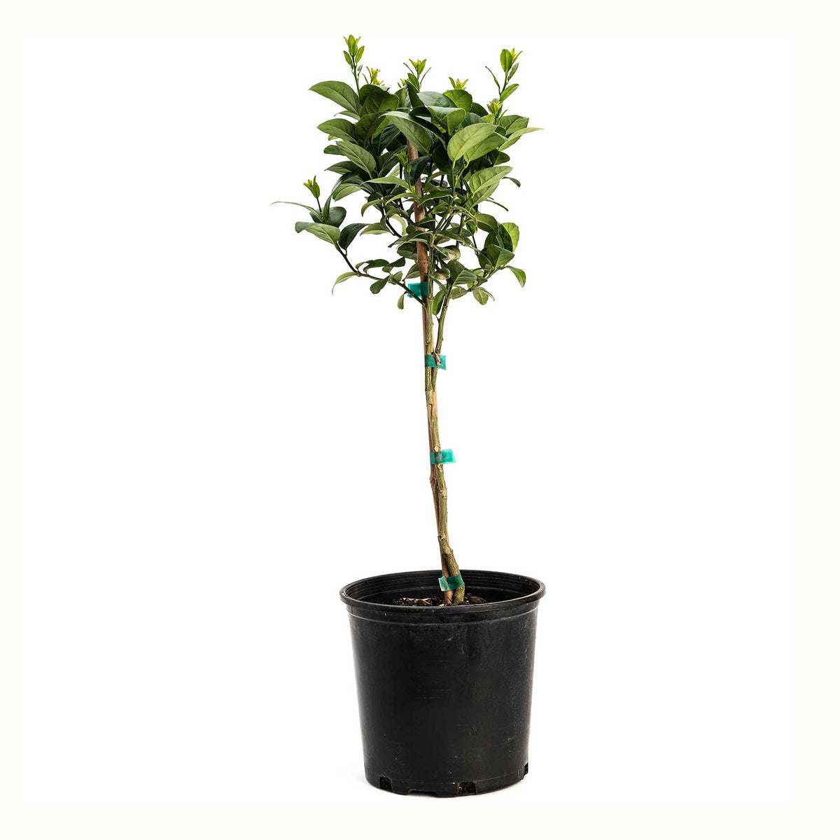 A potted young key lime tree with green leaves and a bamboo stake, in a black plastic nursery pot, isolated on a white background.