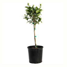 A potted young key lime tree with green leaves and a bamboo stake, in a black plastic nursery pot, isolated on a white background.