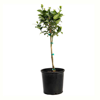 A potted young key lime tree with green leaves and a bamboo stake, in a black plastic nursery pot, isolated on a white background.