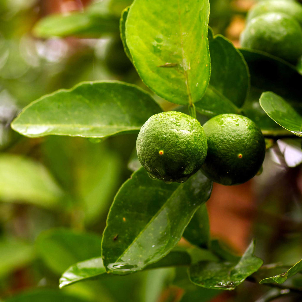 Two small key lime fruits hanging from a leafy branch in a natural outdoor setting with blurred green foliage in the background.