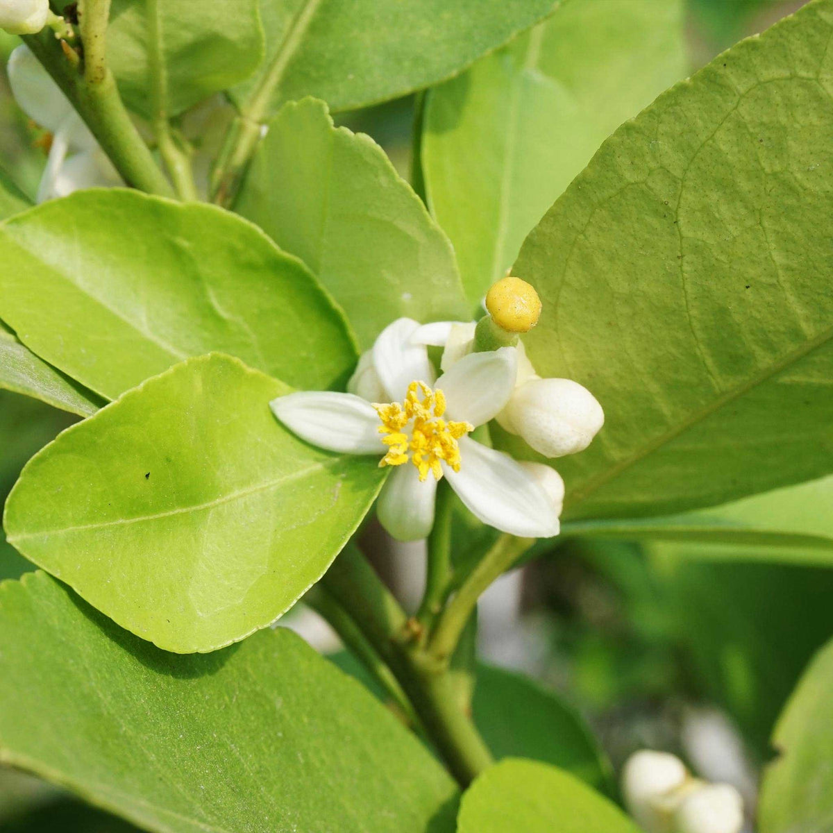 Close-up of a key lime tree blossom with white petals, a bright yellow center, and green leaves on a branch.