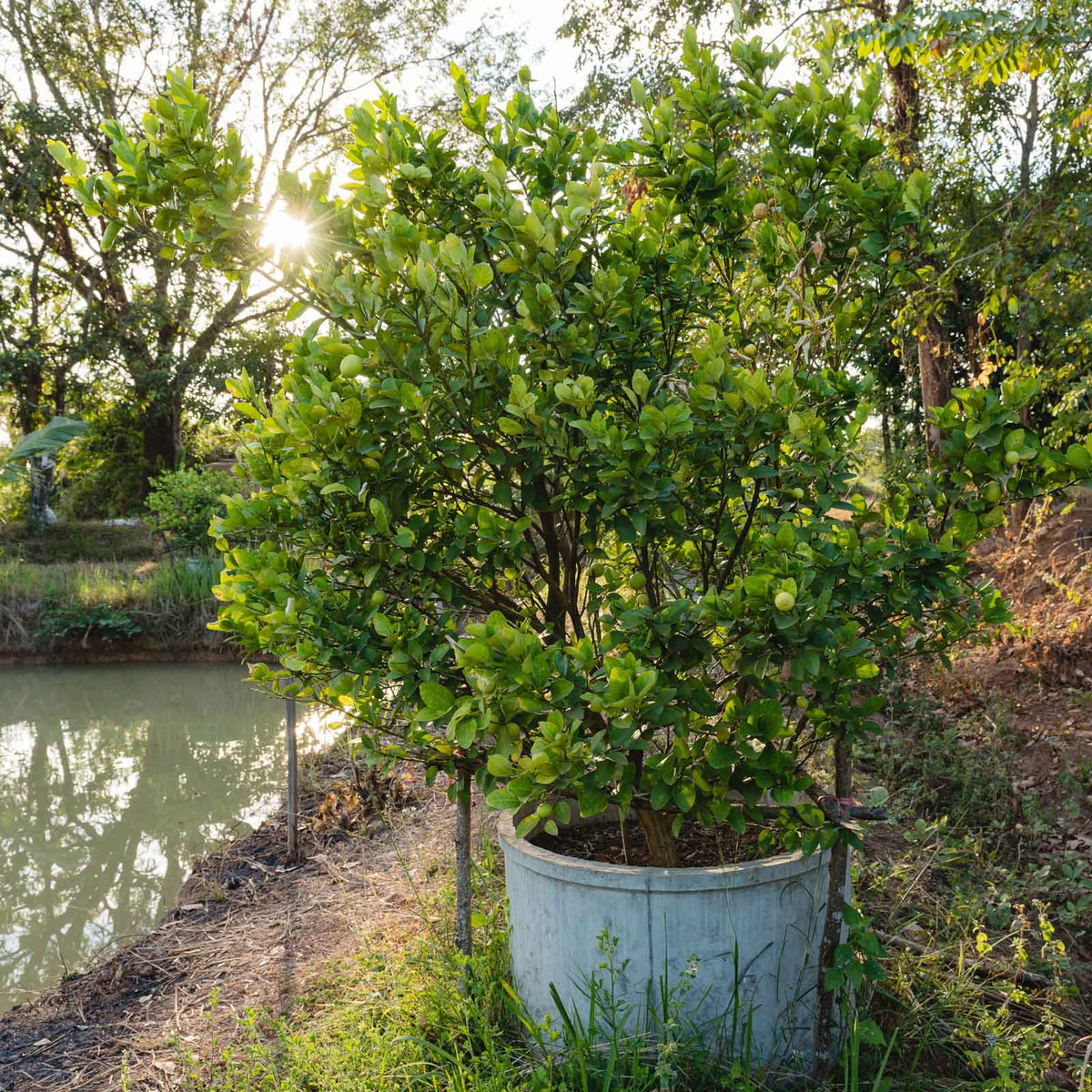 A potted key lime tree with dense green leaves and small yellow-green fruits, planted in a large galvanized metal bucket planter outdoors next to a pond.