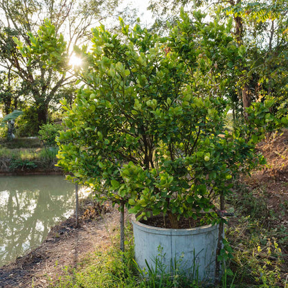 A potted key lime tree with dense green leaves and small yellow-green fruits, planted in a large galvanized metal bucket planter outdoors next to a pond.