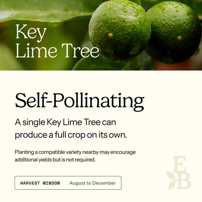 Informational graphic for a Key Lime Tree, featuring a top photo of limes and text stating it is self-pollinating and produces a full crop on its own.