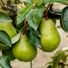 Green kieffer pears hanging from a tree branch with dark green leaves in a natural outdoor setting.