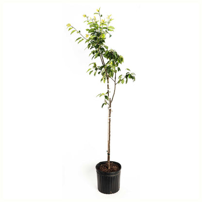 A potted young kieffer pear tree with green leaves and a bamboo stake, in a black plastic nursery pot, isolated on a white background.