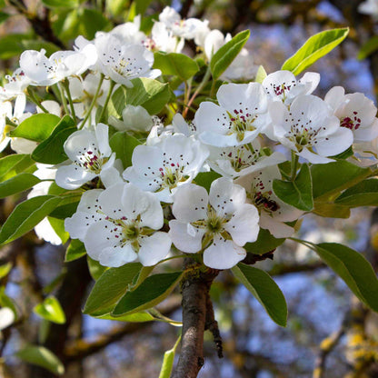 Close-up of white kieffer pear blossoms with green leaves on a tree branch, photographed outdoors against a softly blurred background.