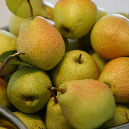 A close-up pile of fresh green kieffer pears with yellow-orange blush tones and brown stems, filling the frame.