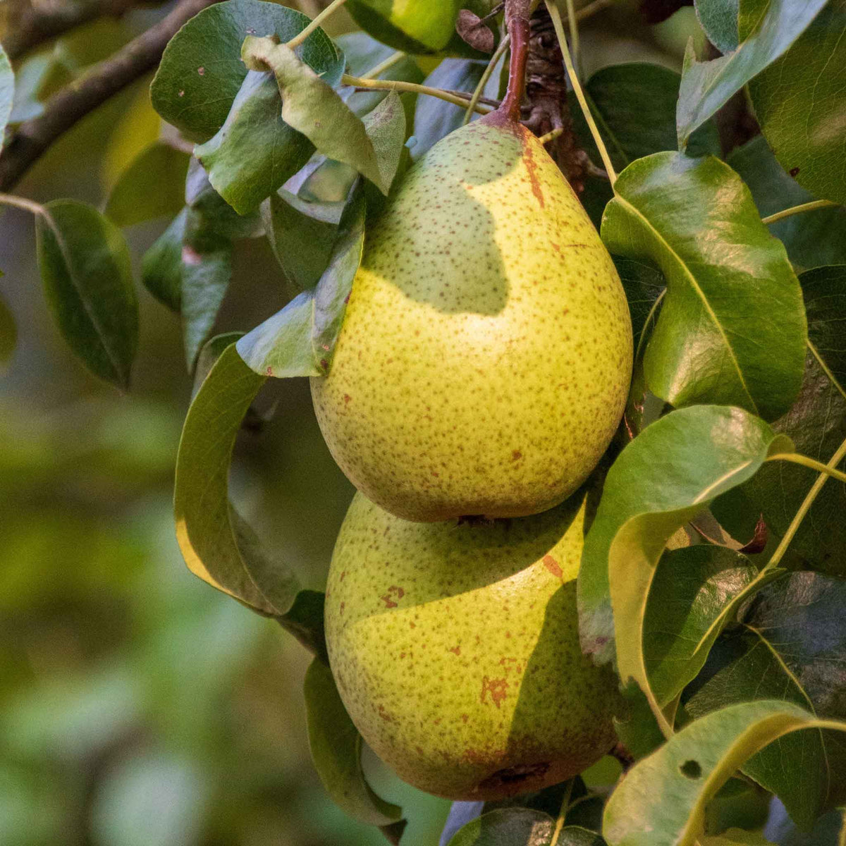 Two green kieffer pears hanging from a tree branch among green leaves in a garden setting.