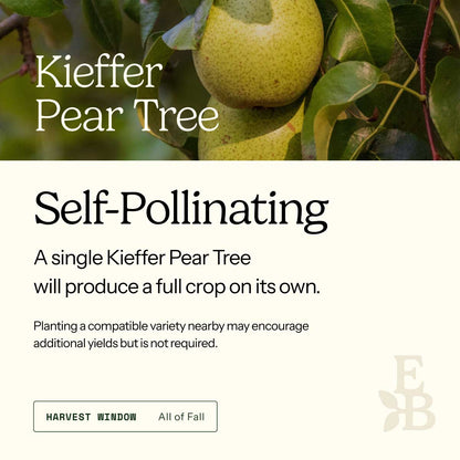 Informational graphic for a Kieffer Pear Tree, featuring a top photo of pears and text stating it is self-pollinating and produces a full crop on its own.