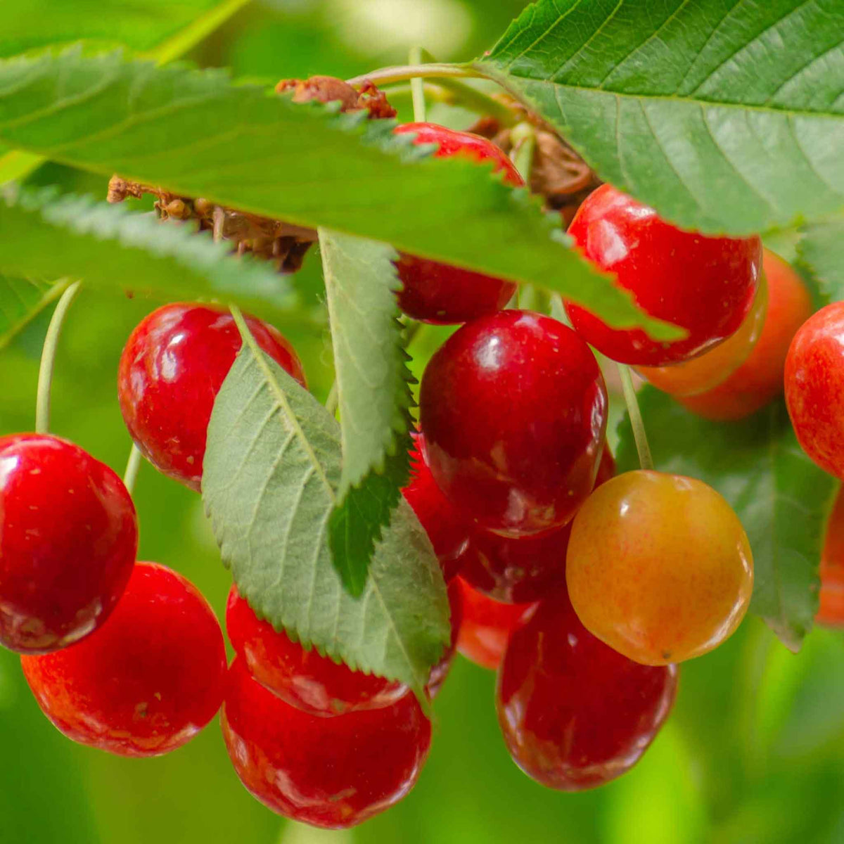 Close-up of ripe red lapins cherries on a tree branch with green leaves, including a few slightly orange-yellow cherries.