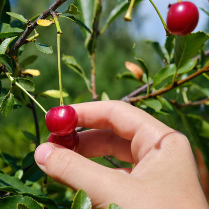 A close-up of a hand picking bright red lapins cherries from a leafy tree branch in a sunny outdoor setting.