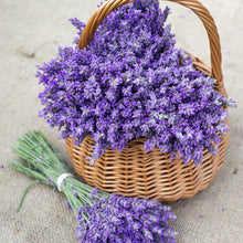 Organic purple lavender flowers  displayed in a basket with a bundle of lavender laying next to it.
