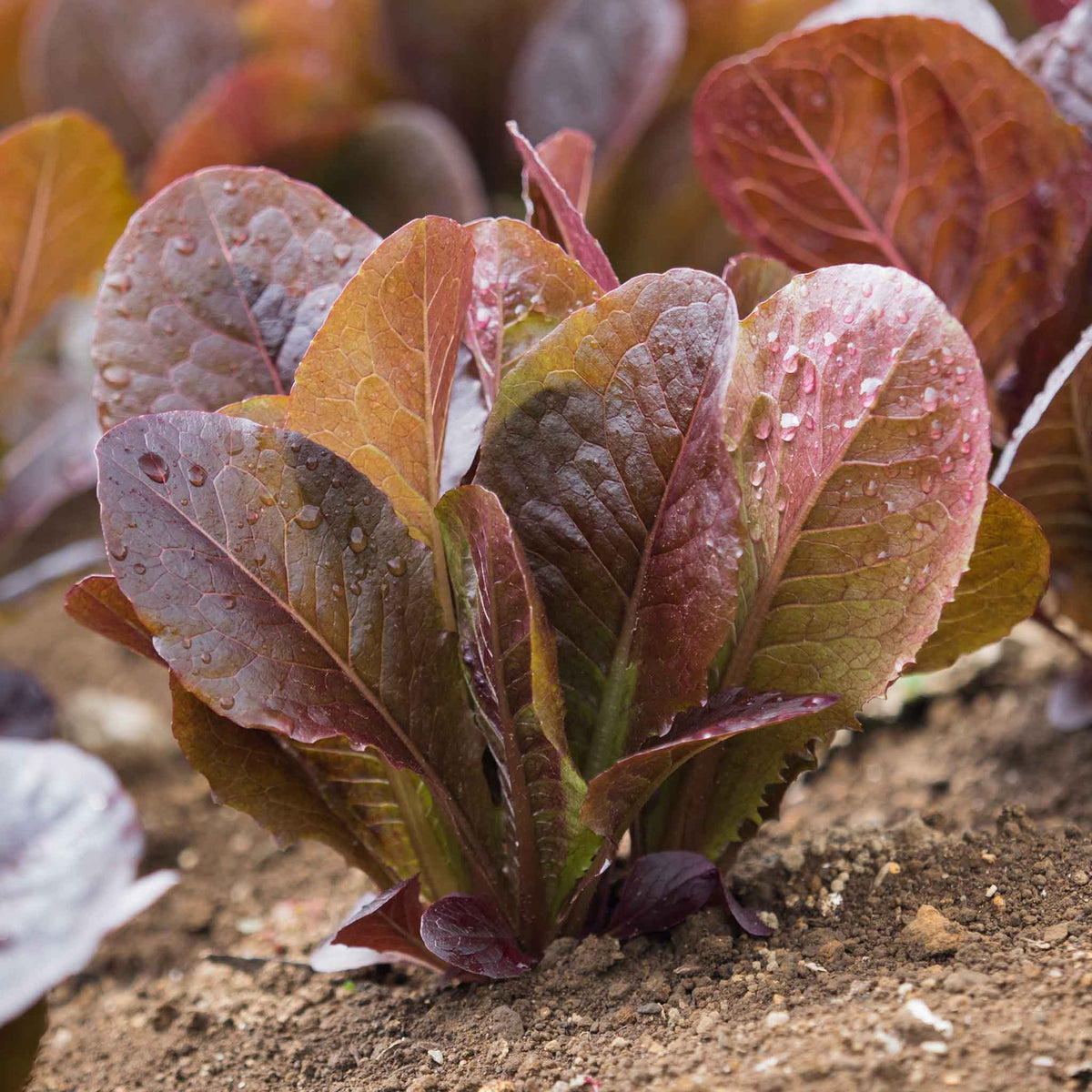 This image shows a close-up of vibrant red Cimmarron lettuce leaves, with visible veins.
