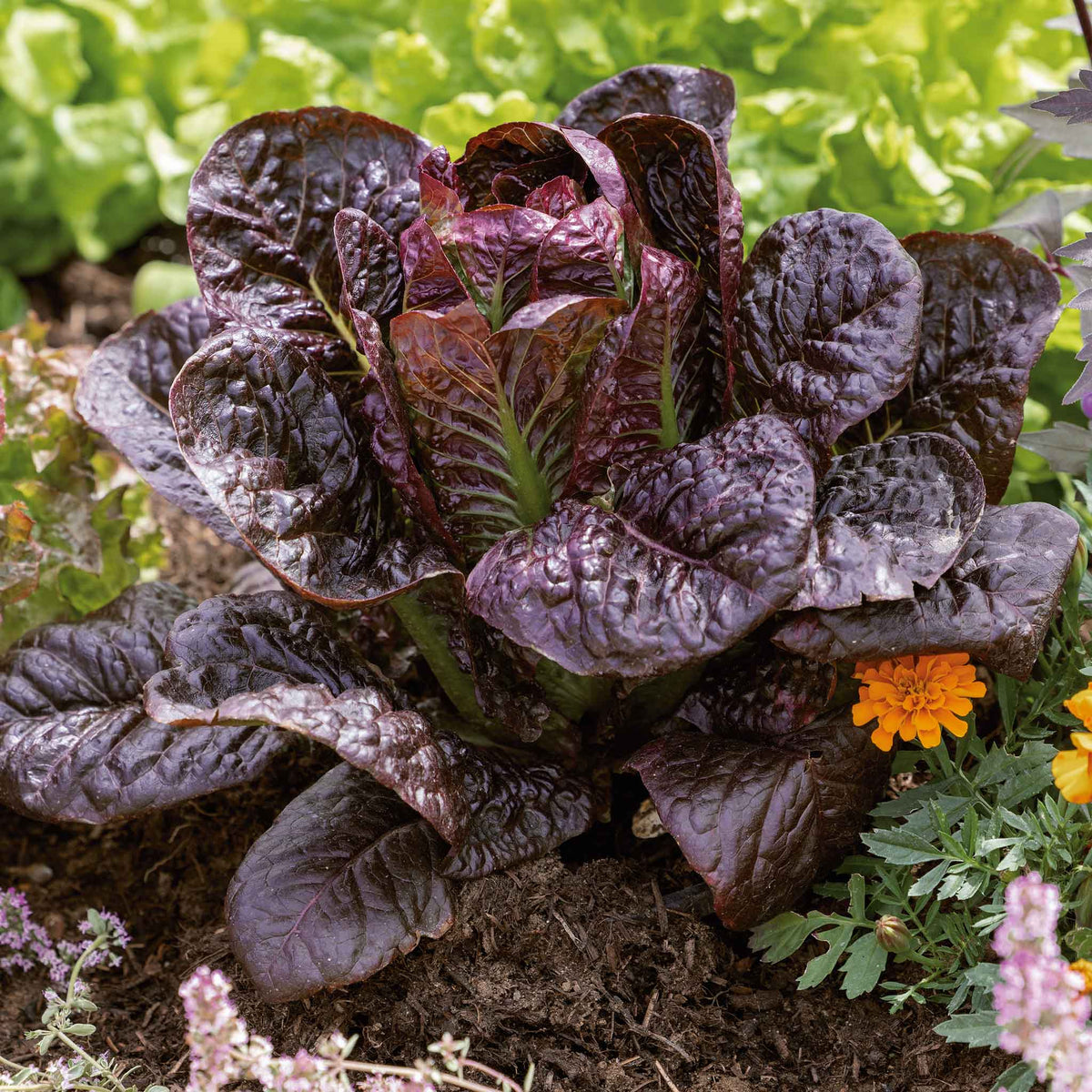 A vibrant red romaine lettuce head with crinkled leaves.