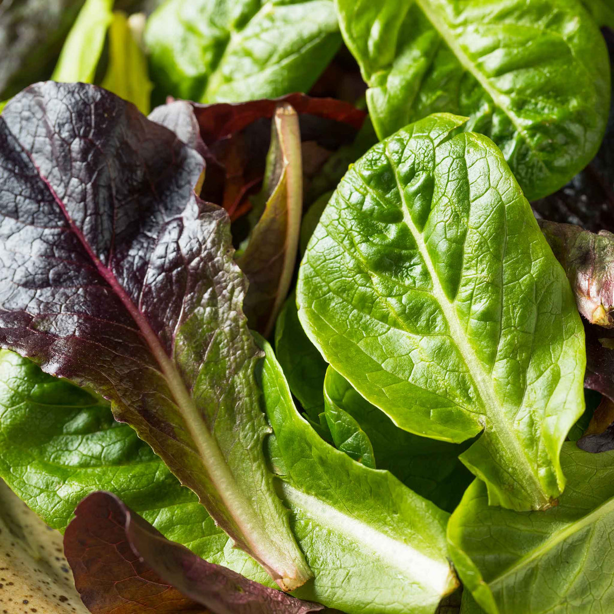 A vibrant Tricolor Romain lettuce leaves showing wrinkled skin and veins.