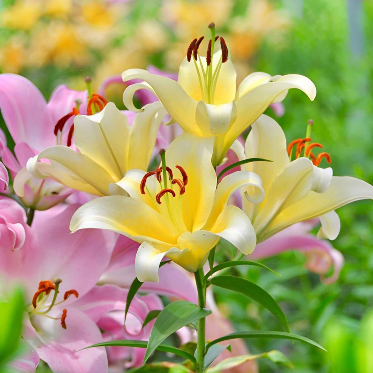 Orange lily landscaper mix with dark spots on petals against a blurred green background.