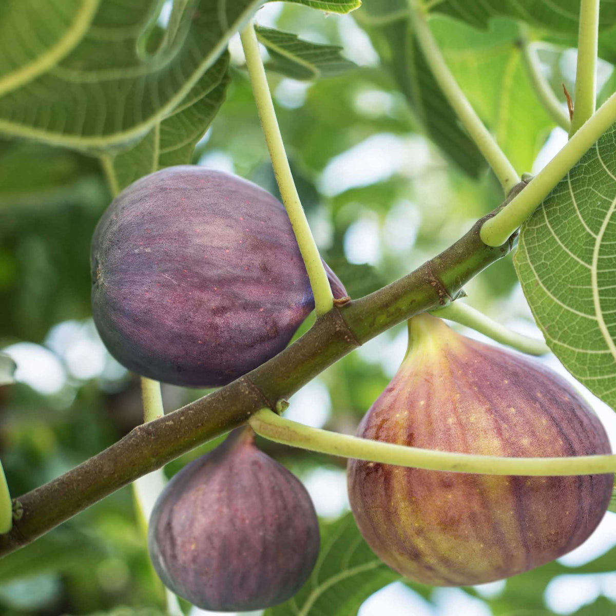 Three ripe little miss figgy figs hanging from a fig tree branch, surrounded by green leaves in a natural outdoor setting.