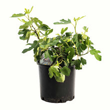 A potted young little miss figgy tree with green leaves in a black plastic nursery pot, isolated on a white background.