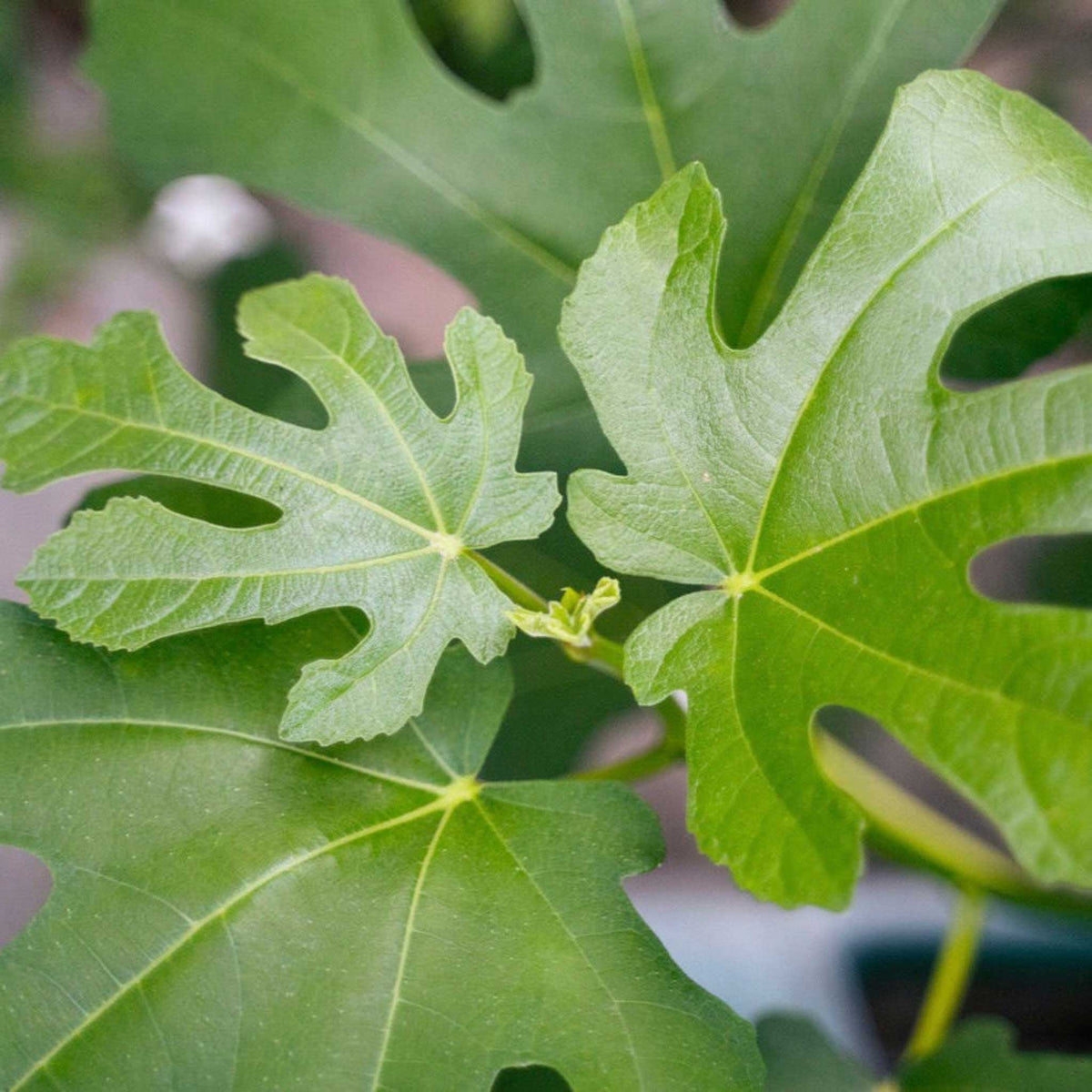 Close-up of green little miss figgy fig tree leaves with a blurred background