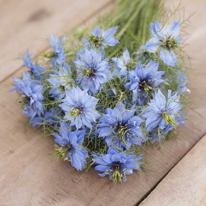 A bouquet of blue love in a mist flowers with delicate green feathery stems, arranged on a light brown wooden surface.