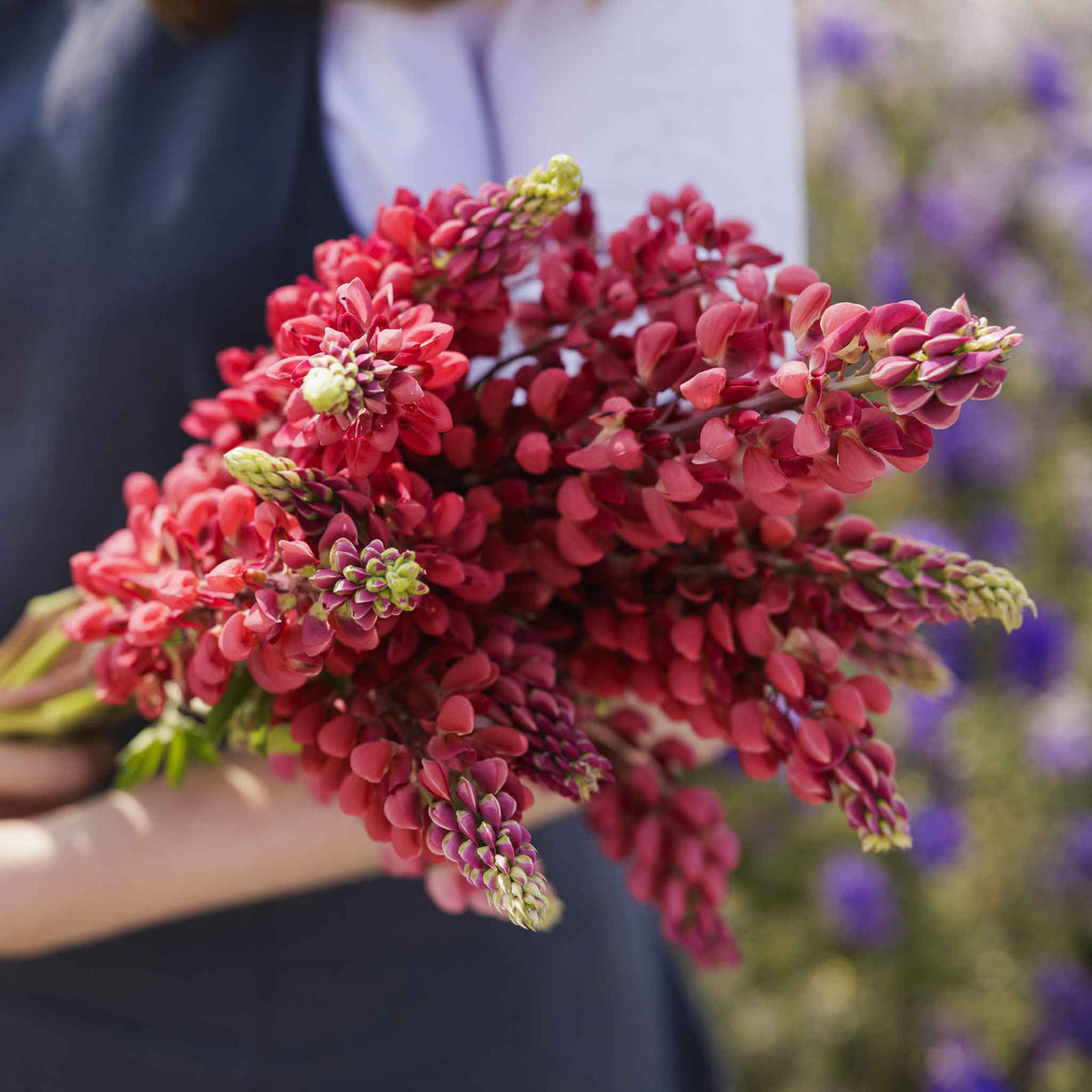 Lupine my castle person holding a bunch of deep red blooms against a clear blue sky.
