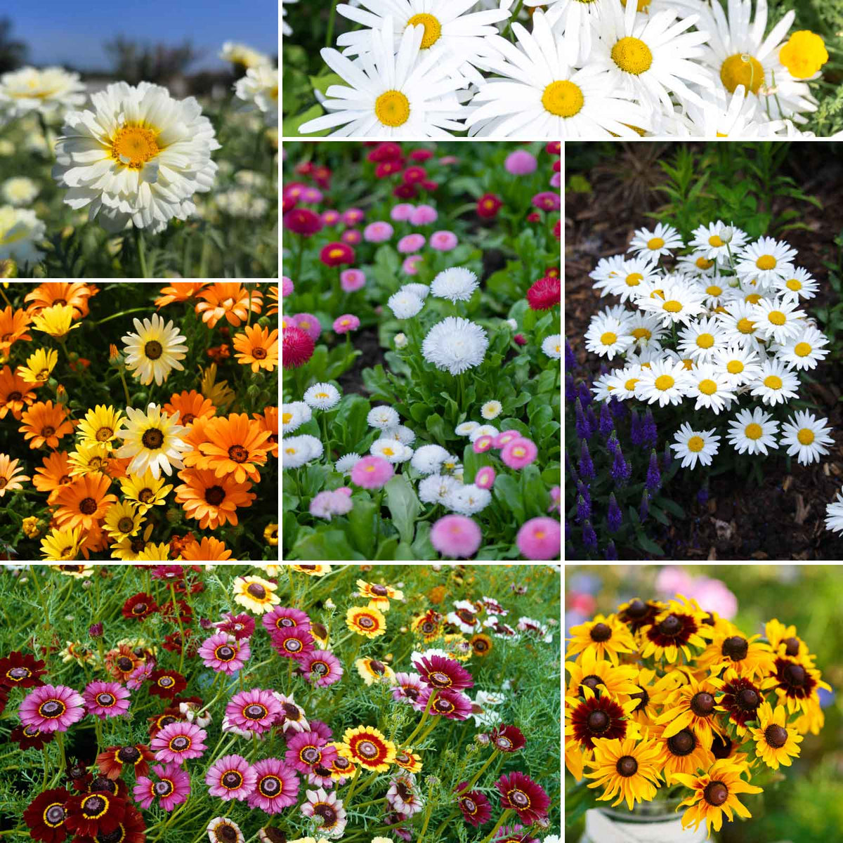 Daisy crazy wildflower mix seed packet shown against a plain white background.