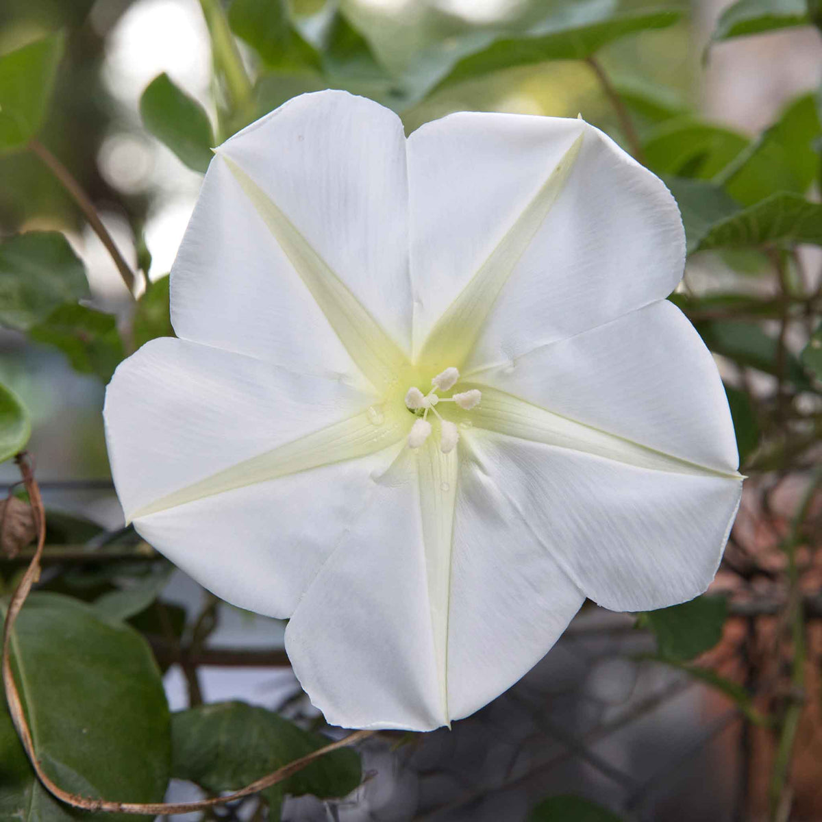 Moonflower large white bloom with yellow-green stamens against a soft green background.