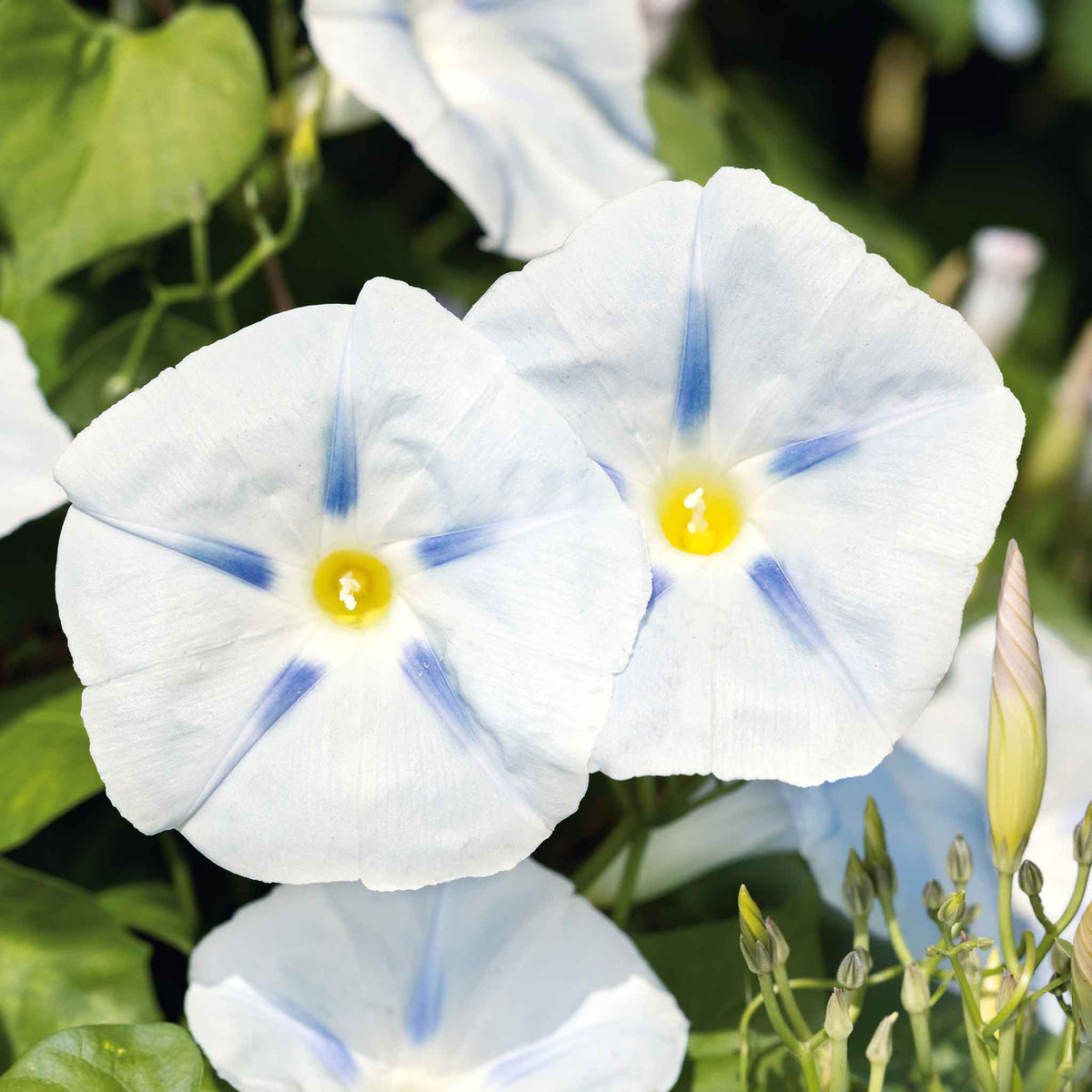 Morning glory ismay dark purple-black blooms with a faint star pattern on a leafy backdrop.