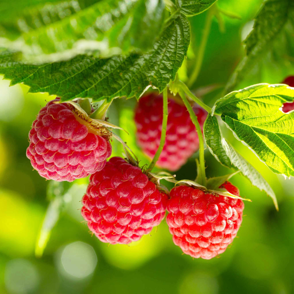 Four ripe red nova raspberries hanging from a green leafy branch, photographed close up against a soft green blurred background.