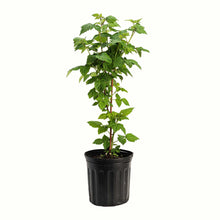 A potted young nova red raspberry bush with green leaves and a bamboo stake, in a black plastic nursery pot, isolated on a white background.