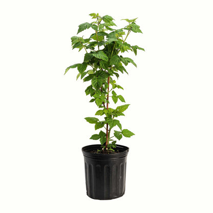 A potted young nova red raspberry bush with green leaves and a bamboo stake, in a black plastic nursery pot, isolated on a white background.