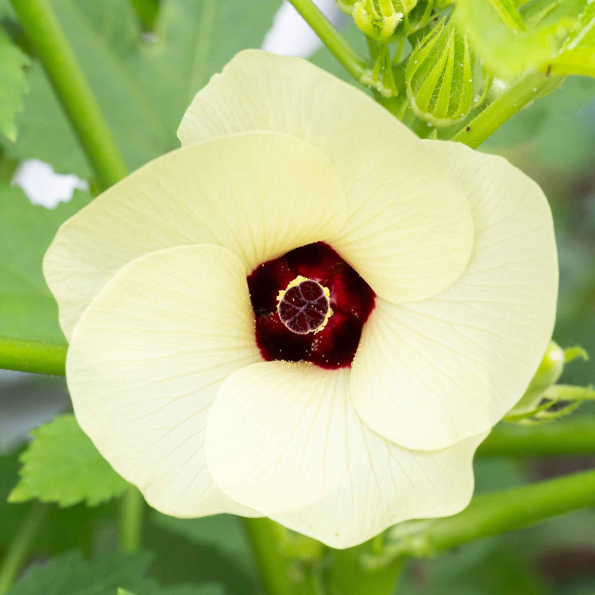 A close-up of the white blooming flower of the Red Burgundy Okra.